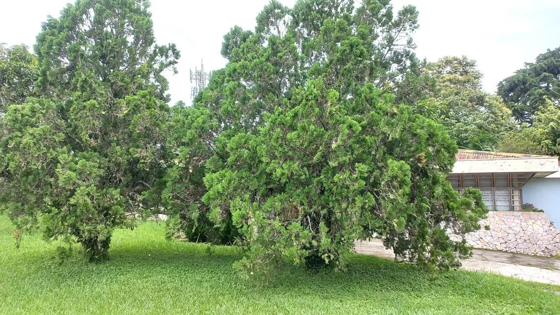 Se vende lote en Mata de Plátano Goicoechea 25-1767 - Venta en Goicoechea, photo 12