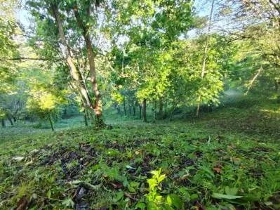 Riverfront Lot in Tres Ríos – 5,568m² of Potential, photo 4
