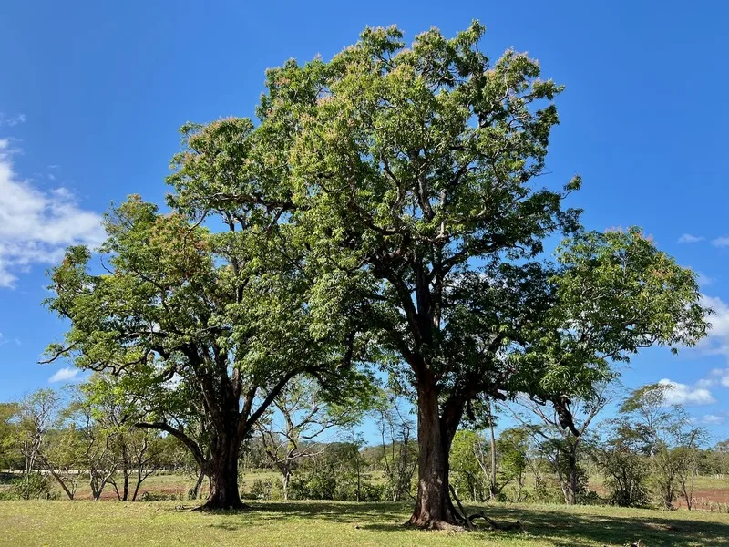 Land For Sale in Tamarindo, photo 4