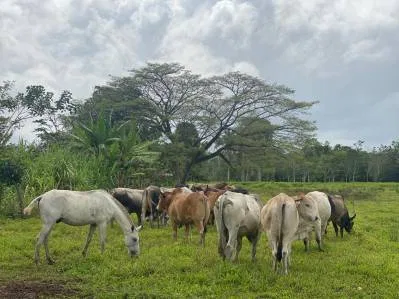 Finca ganadera en venta de 180 hectáreas planas en Las Delicias de Bijagua de Upala, Costa Rica