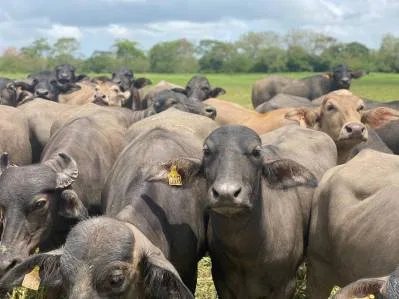 Finca ganadera en venta de 180 hectáreas planas en Las Delicias de Bijagua de Upala, Costa Rica, photo 2