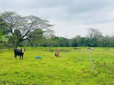 Finca ganadera en venta de 180 hectáreas planas en Las Delicias de Bijagua de Upala, Costa Rica, photo 4
