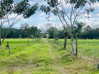 Finca ganadera en venta de 180 hectáreas planas en Las Delicias de Bijagua de Upala, Costa Rica, photo 5