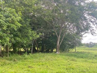 Finca ganadera en venta de 180 hectáreas planas en Las Delicias de Bijagua de Upala, Costa Rica, photo 7