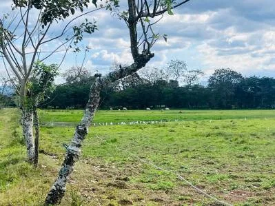 Finca ganadera en venta de 180 hectáreas planas en Las Delicias de Bijagua de Upala, Costa Rica, photo 8