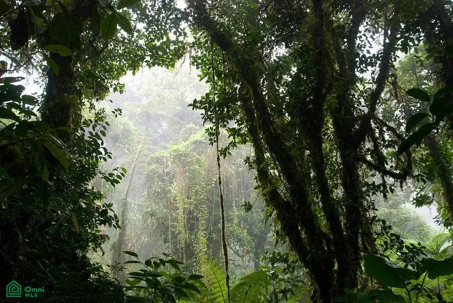 Monteverde, San Ramón, Alajuela 20213