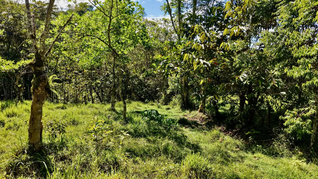 Beautiful Land for Sale in the heart of Santa Elena Near Waldorf School, photo 12