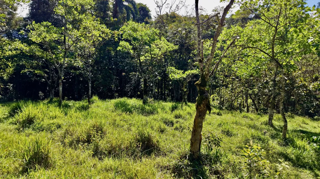 Beautiful Land for Sale in the heart of Santa Elena Near Waldorf School, photo 15