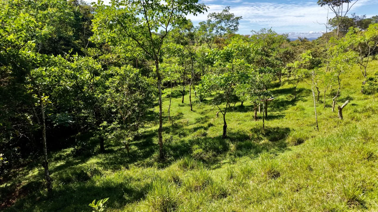 Beautiful Land for Sale in the heart of Santa Elena Near Waldorf School, photo 8