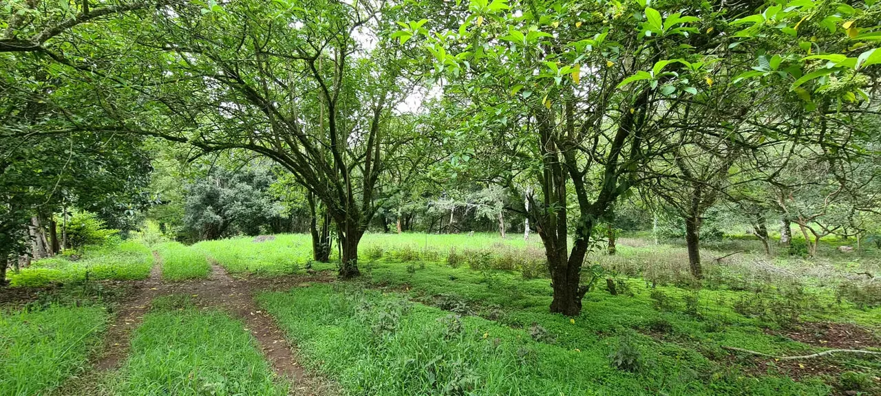 Land For Sale | 2 ha + 4,512 m² | Santa María de Dota | Borders Pirrís River
