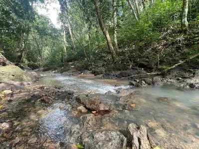 Valle Pura Vida Oasis