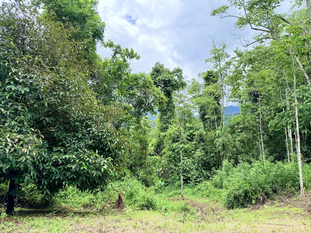 NEW LOT DEVELOPMENTS WITH RIVER ACCESS AND A SMALL WATERFALL, IN UVITA – 2.2 ACRES, photo 11