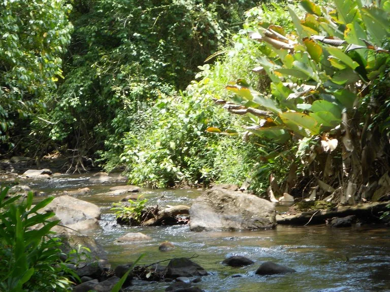 Yoga Retreat in Sabalito, photo 15