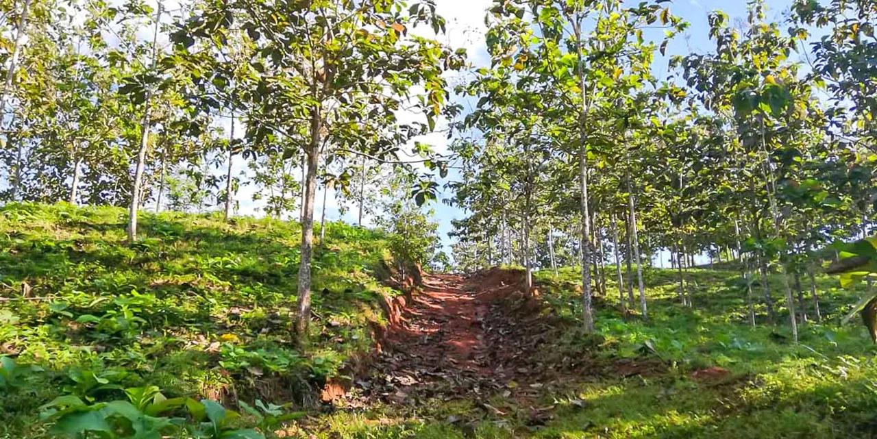 Santimar del Pacifico Farm at Turrubares, photo 12