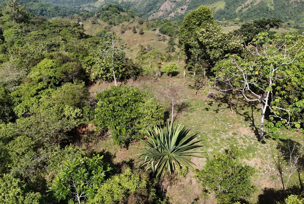 Fire Sale Under Market Value: Secluded Mountain Farm with Ocean Views – 19.28 acres, photo 12