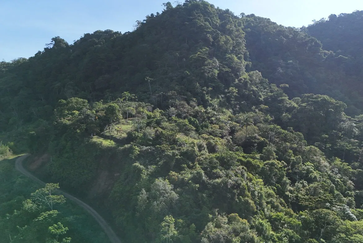 Fire Sale Under Market Value: Secluded Mountain Farm with Ocean Views – 19.28 acres, photo 16