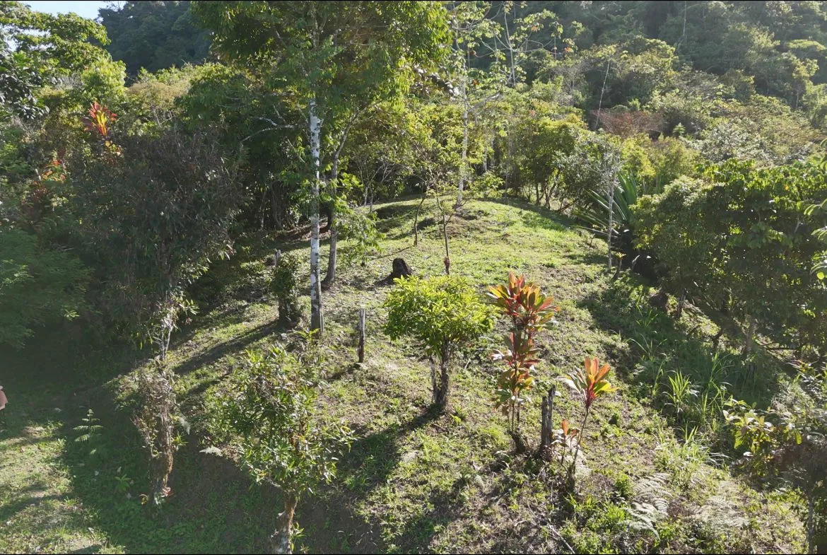 Fire Sale Under Market Value: Secluded Mountain Farm with Ocean Views – 19.28 acres, photo 8