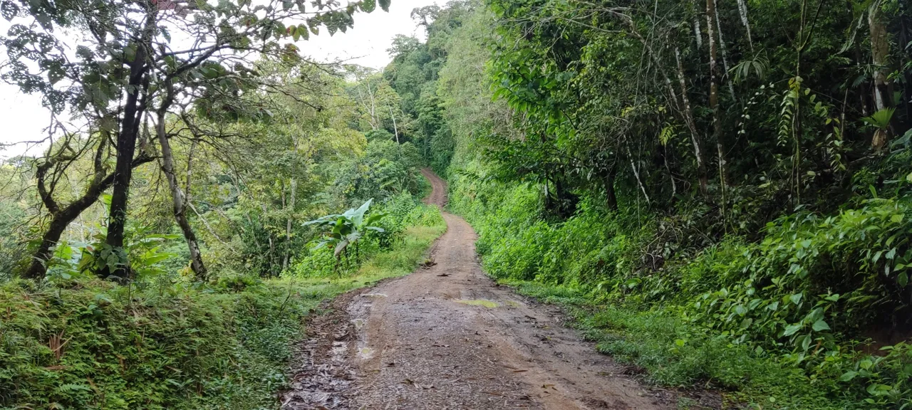 Fire Sale Under Market Value: Secluded Mountain Farm with Ocean Views – 19.28 acres, photo 9