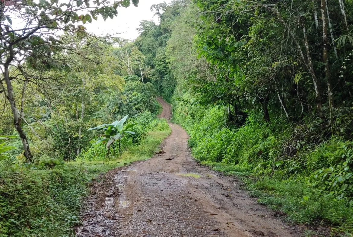 Fire Sale Under Market Value: Secluded Mountain Farm with Ocean Views – 19.28 acres, photo 10