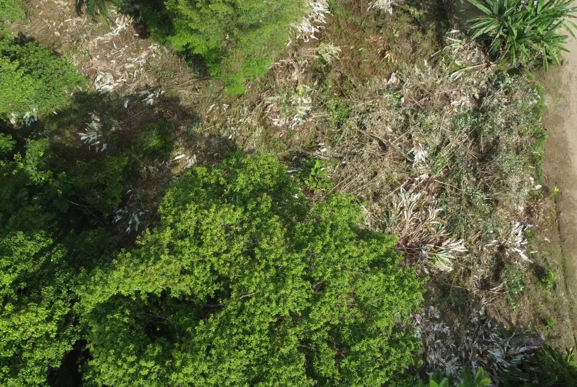 JUNGLE BUILDING PROPERTY WITH  PUBLIC ROAD IN FRONT, IN CINCO VENTANAS – 0.99 ACRES, photo 10