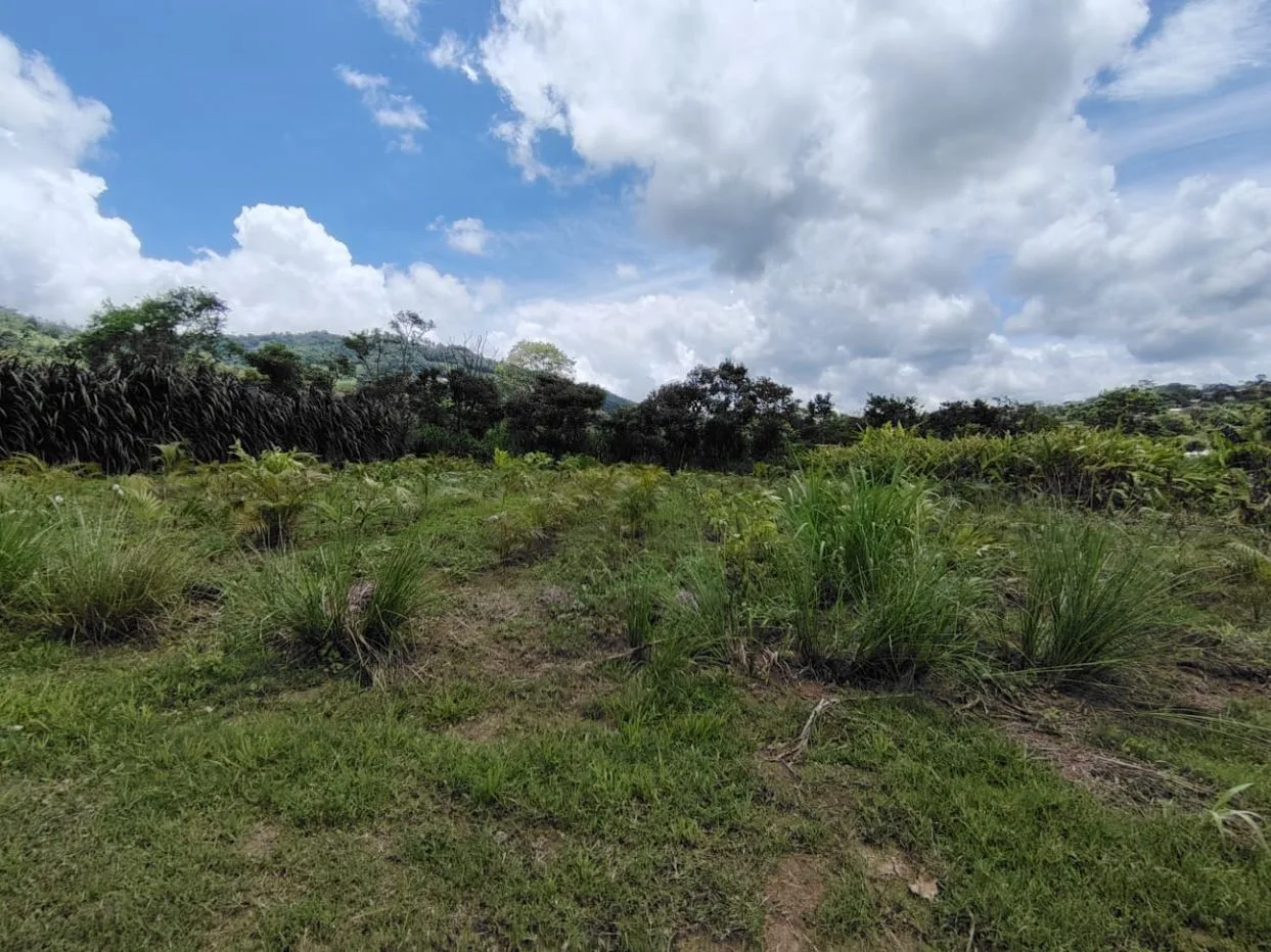 For Sale: Beautiful Flat Farm With Pasture, Ornamentals, And High Investment Potential, photo 13