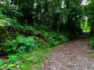 5 Acre Ridge-Top Paradise in Vergel – Panoramic Ocean & Mountain Views, photo 8