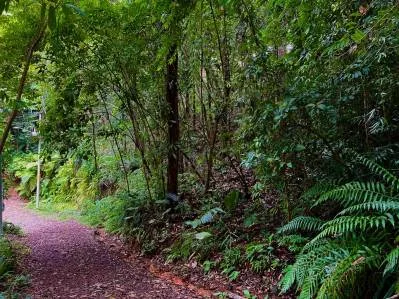 5 Acre Ridge-Top Paradise in Vergel – Panoramic Ocean & Mountain Views, photo 9