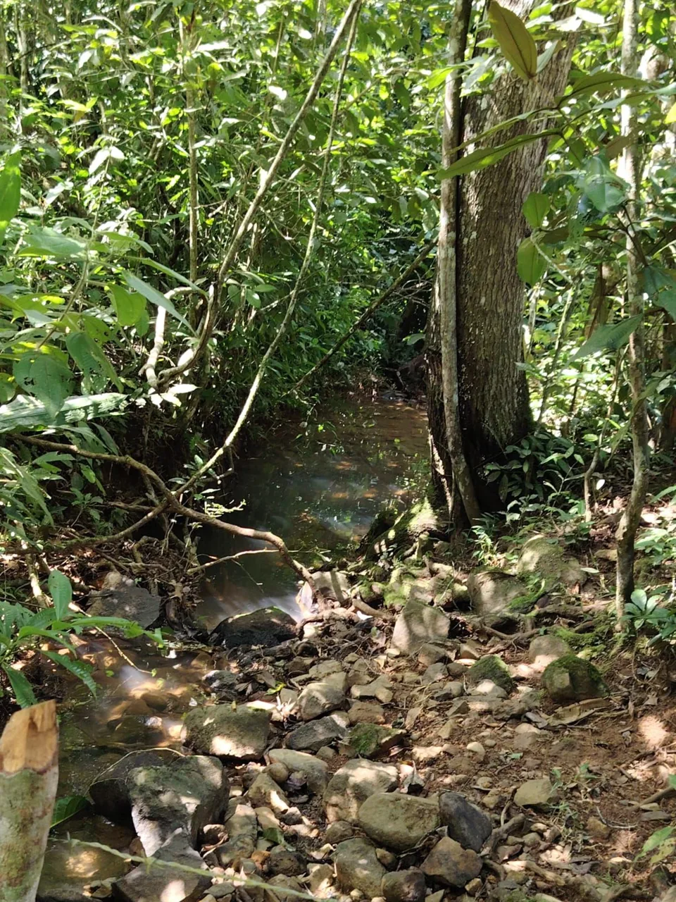 For Sale: 50-Acre Riverfront Farm in Pérez Zeledón – Water Springs &amp; Massive Citrus Production, photo 11