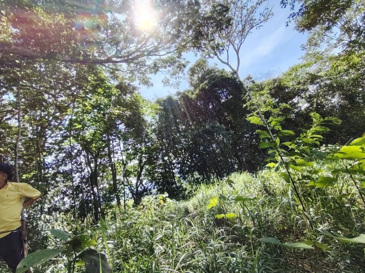 For Sale: 50-Acre Riverfront Farm in Pérez Zeledón – Water Springs &amp; Massive Citrus Production, photo 12