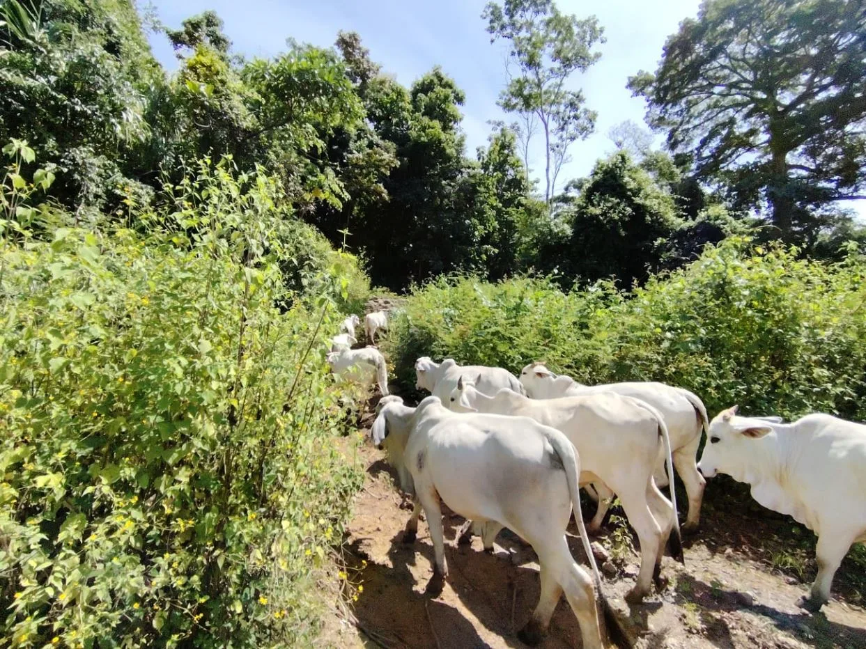For Sale: 50-Acre Riverfront Farm in Pérez Zeledón – Water Springs &amp; Massive Citrus Production, photo 14