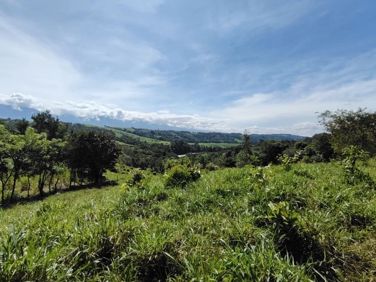 For Sale: 50-Acre Riverfront Farm in Pérez Zeledón – Water Springs &amp; Massive Citrus Production, photo 6
