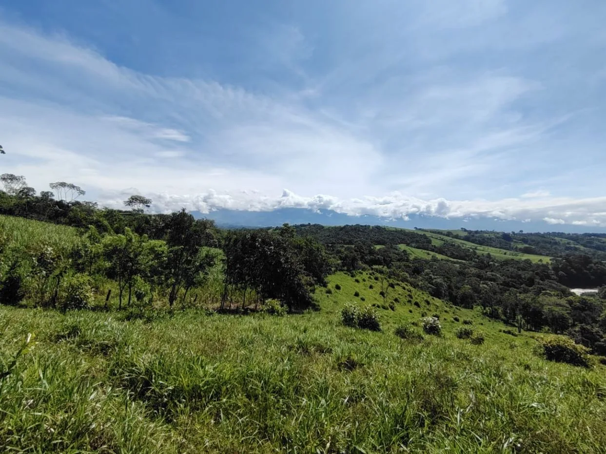 For Sale: 50-Acre Riverfront Farm in Pérez Zeledón – Water Springs &amp; Massive Citrus Production, photo 7