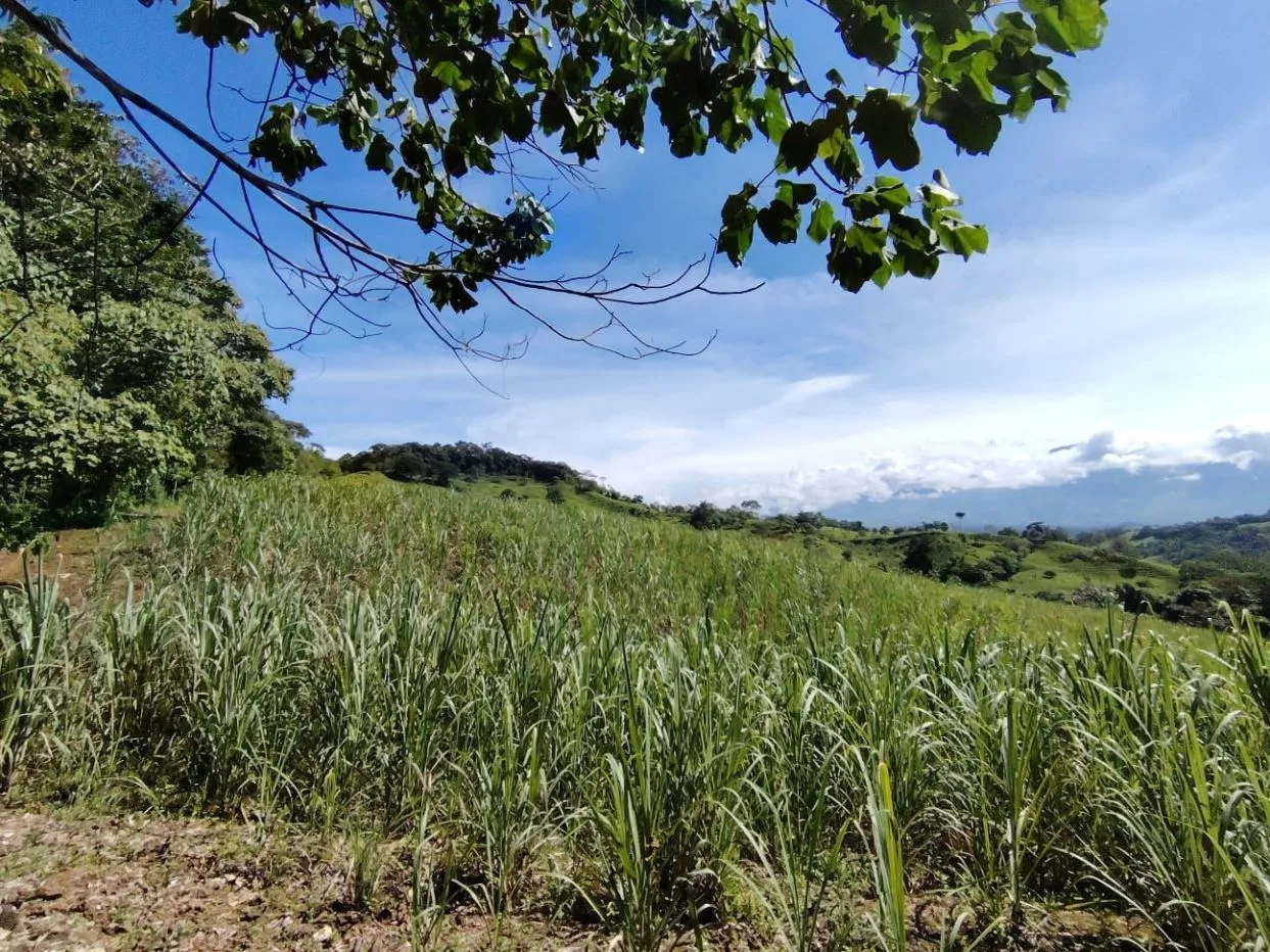 For Sale: 50-Acre Riverfront Farm in Pérez Zeledón – Water Springs &amp; Massive Citrus Production, photo 9