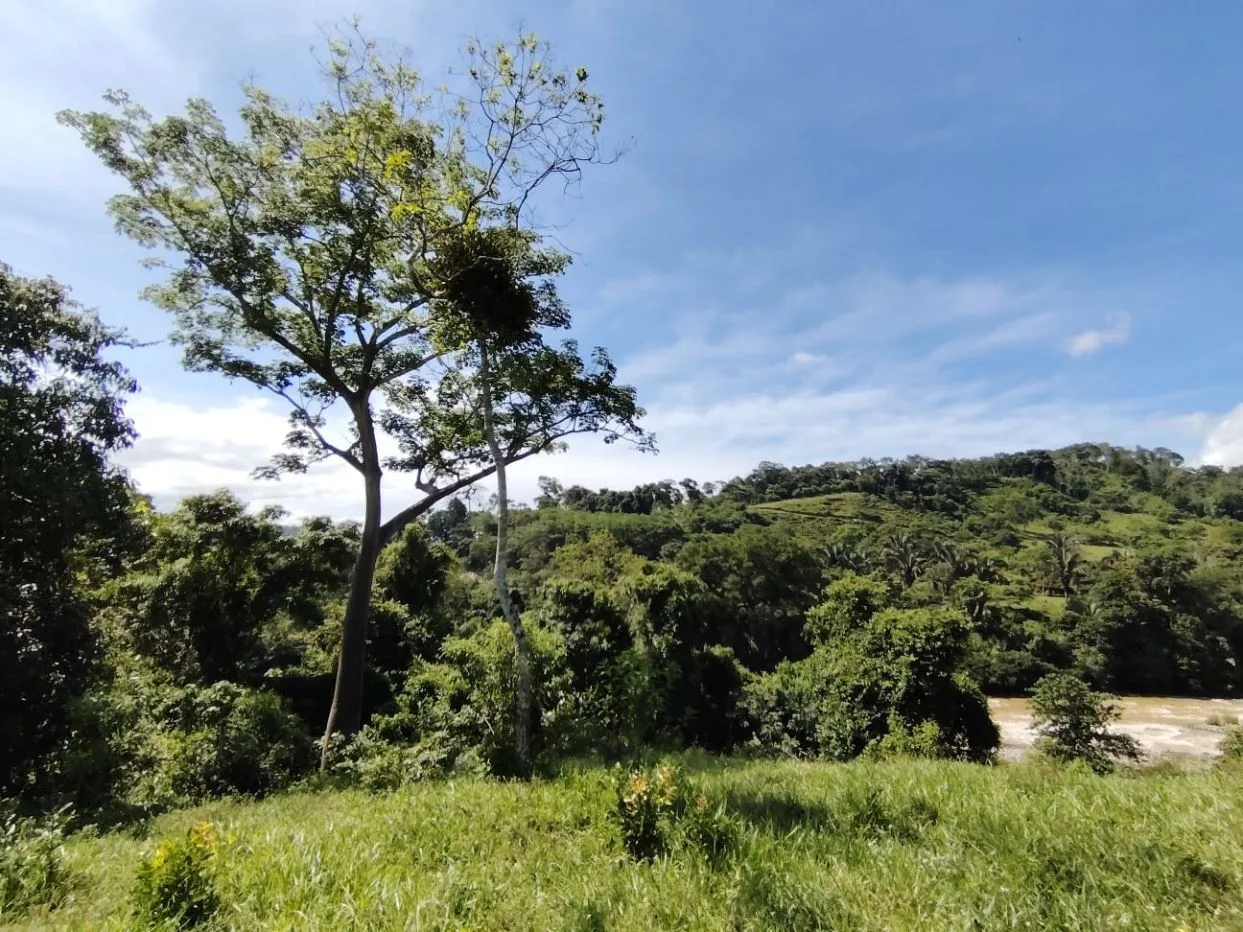 For Sale: 50-Acre Riverfront Farm in Pérez Zeledón – Water Springs &amp; Massive Citrus Production, photo 10