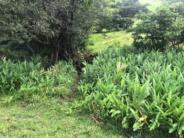 Rural-Agricultural Area in Cañas, photo 12