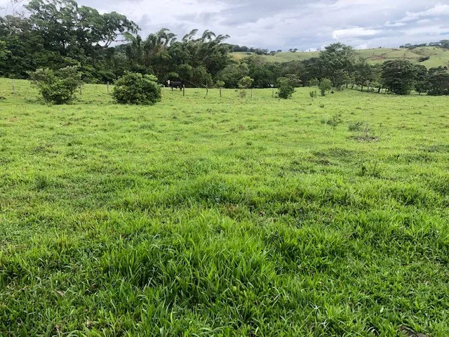 Rural-Agricultural Area in Cañas, photo 6