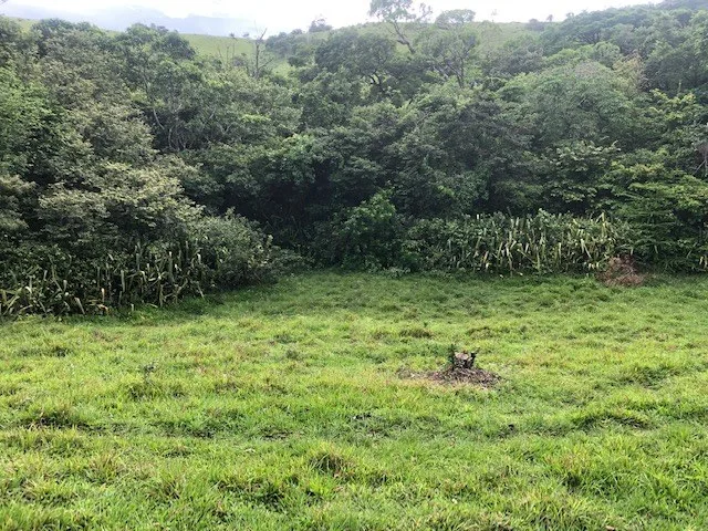Rural-Agricultural Area in Cañas, photo 8
