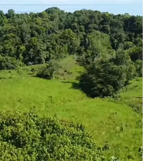 Descubra un rincón mágico e inigualable en el sur de Costa Rica, ubicado en la Península de Osa, ..., photo 3