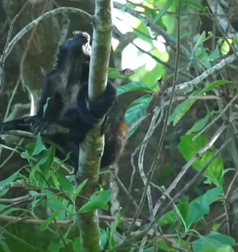 Descubra un rincón mágico e inigualable en el sur de Costa Rica, ubicado en la Península de Osa, ..., photo 5