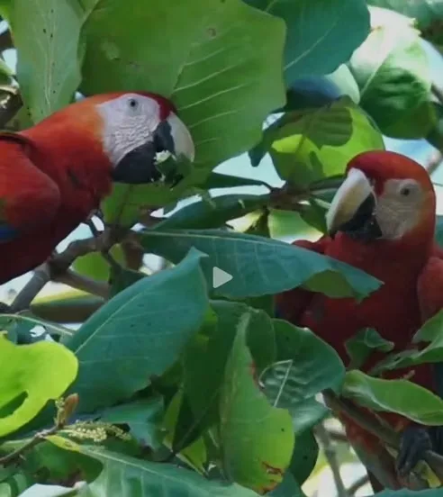 Descubra un rincón mágico e inigualable en el sur de Costa Rica, ubicado en la Península de Osa, ..., photo 6