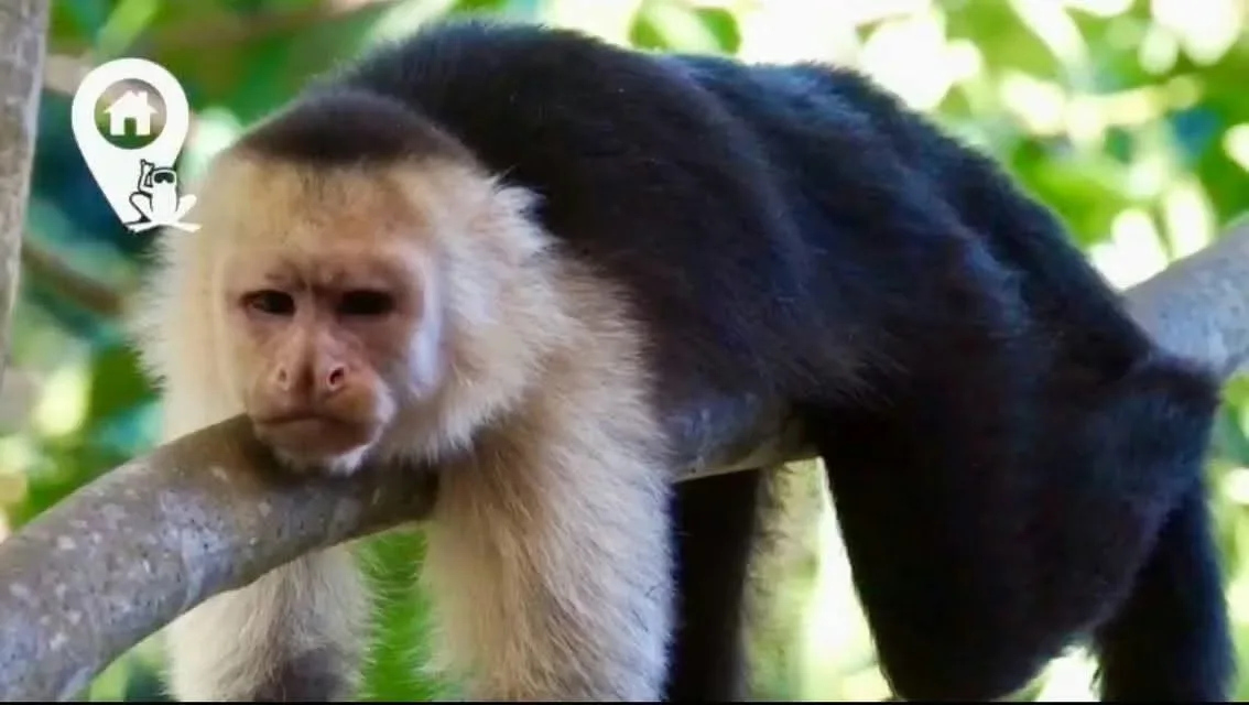 Descubra un rincón mágico e inigualable en el sur de Costa Rica, ubicado en la Península de Osa, ..., photo 8