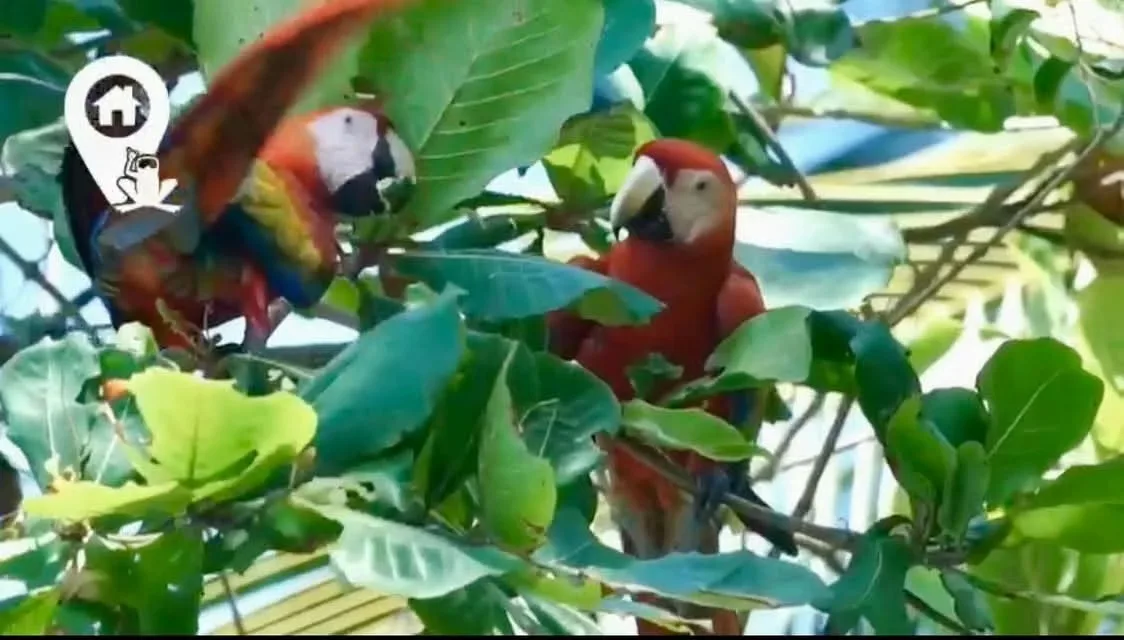 Descubra un rincón mágico e inigualable en el sur de Costa Rica, ubicado en la Península de Osa, ..., photo 9