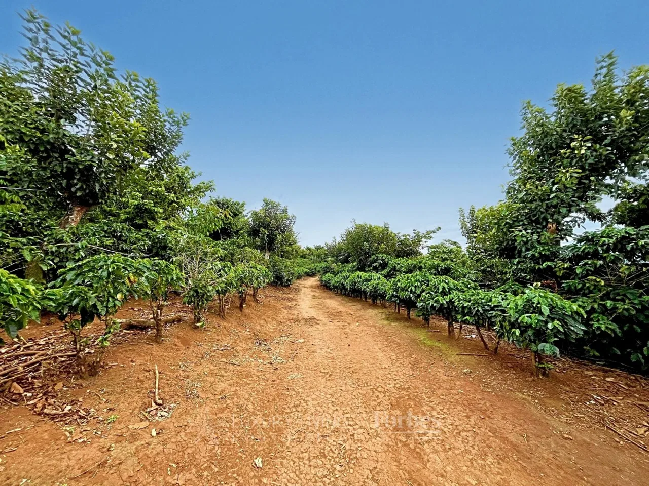 Finca cafetalera en Cirrí de Naranjo, Alajuela, photo 10