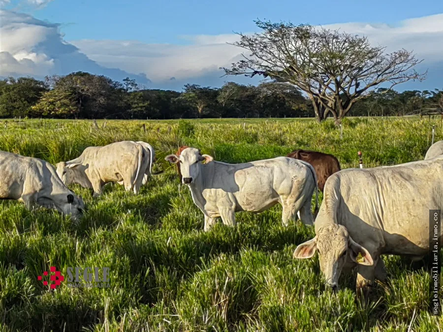 Venta de finca ganadera, Cañas Guanacaste.