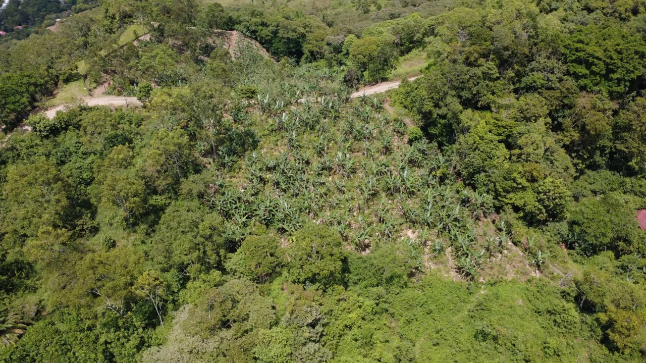 Land For Sale In La Fila, Rivas - Coffee And Banana Farm Near Chirripó, photo 9