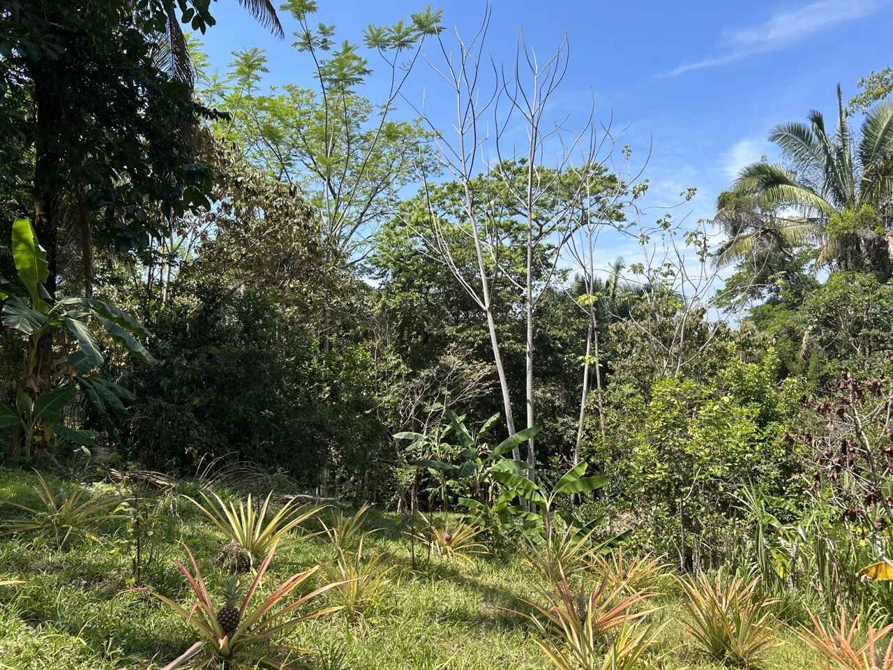 GREAT LOCATION LAND PARCEL IN PLAYA HERMOSA – 1.67 ACRES, photo 15