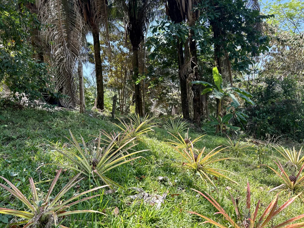GREAT LOCATION LAND PARCEL IN PLAYA HERMOSA – 1.67 ACRES, photo 17
