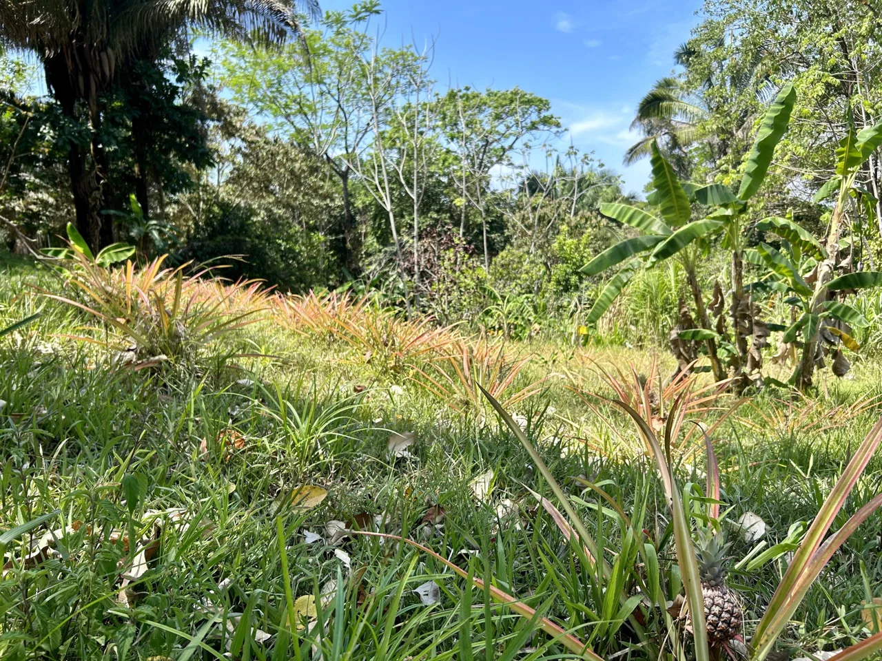 GREAT LOCATION LAND PARCEL IN PLAYA HERMOSA – 1.67 ACRES, photo 3