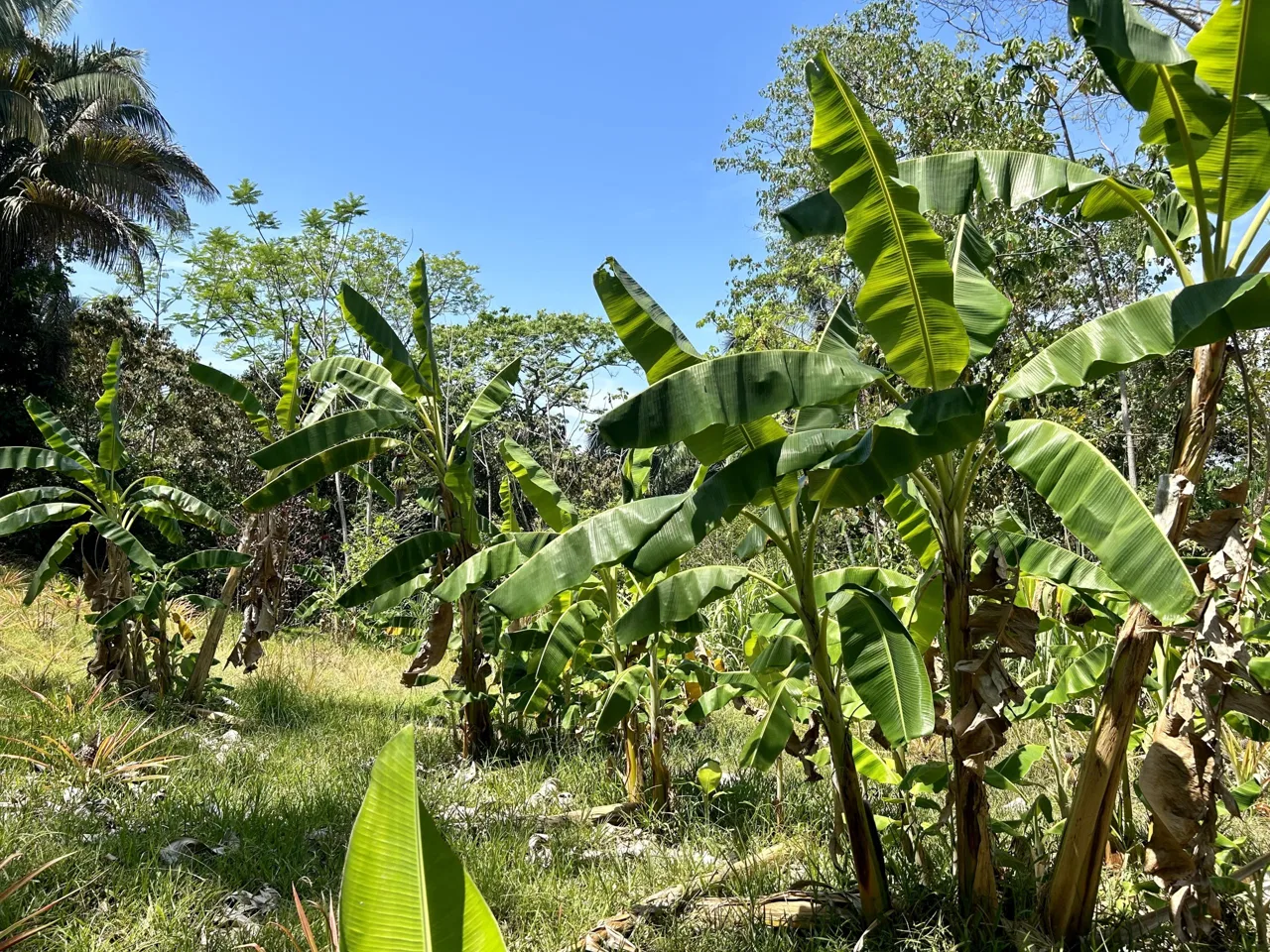 GREAT LOCATION LAND PARCEL IN PLAYA HERMOSA – 1.67 ACRES, photo 21