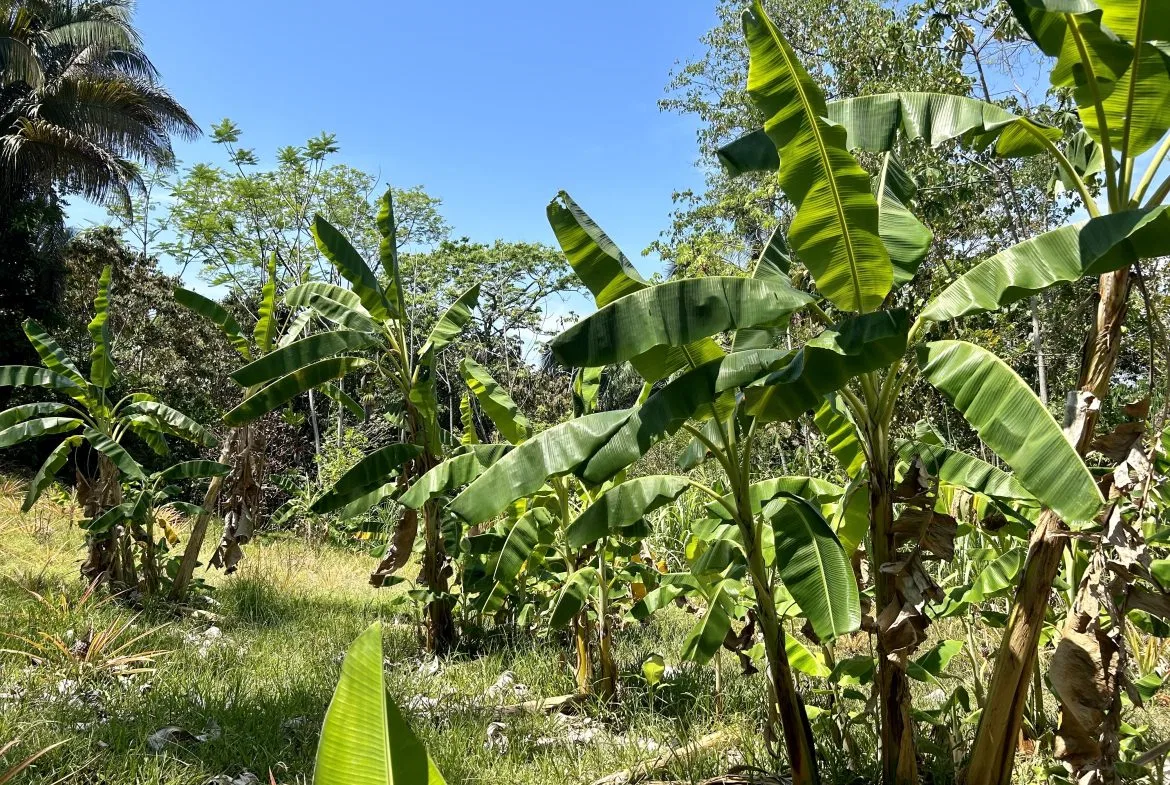 GREAT LOCATION LAND PARCEL IN PLAYA HERMOSA – 1.67 ACRES, photo 22
